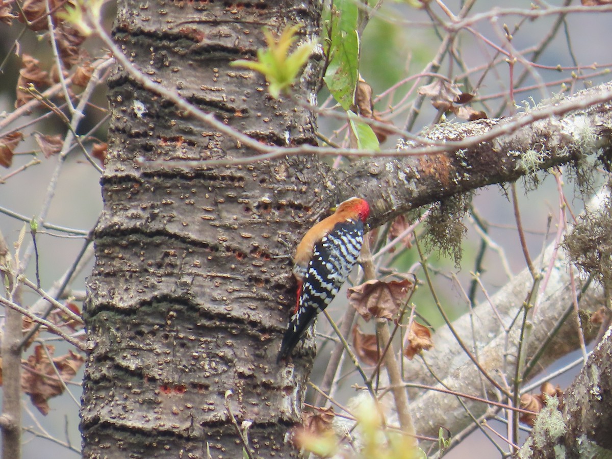Rufous-bellied Woodpecker - ML616588427