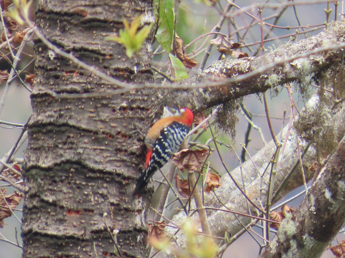 Rufous-bellied Woodpecker - ML616588428