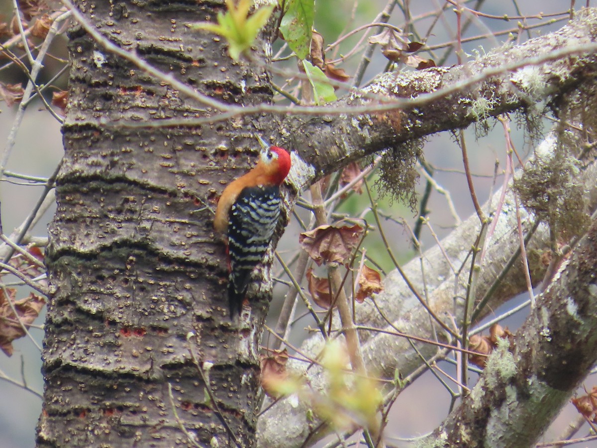 Rufous-bellied Woodpecker - ML616588429