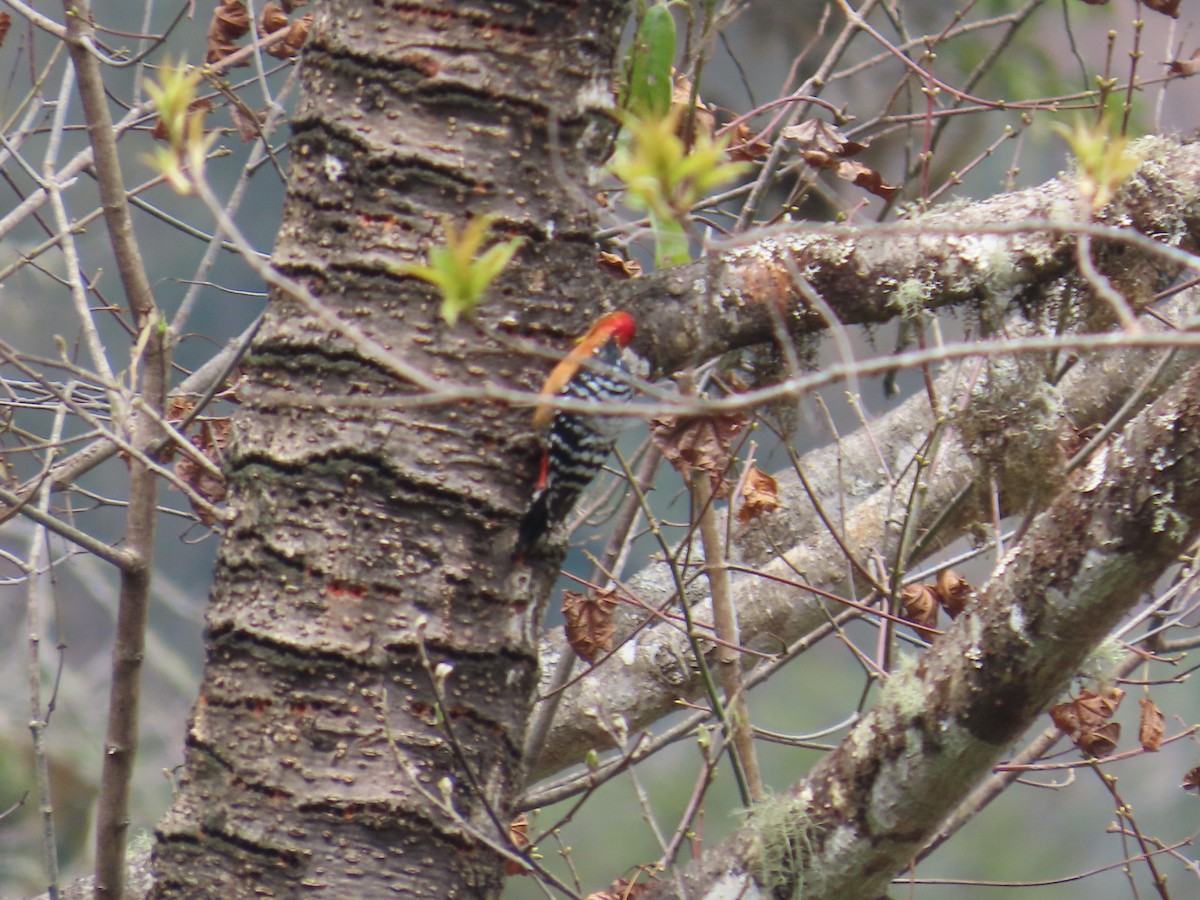 Rufous-bellied Woodpecker - ML616588430