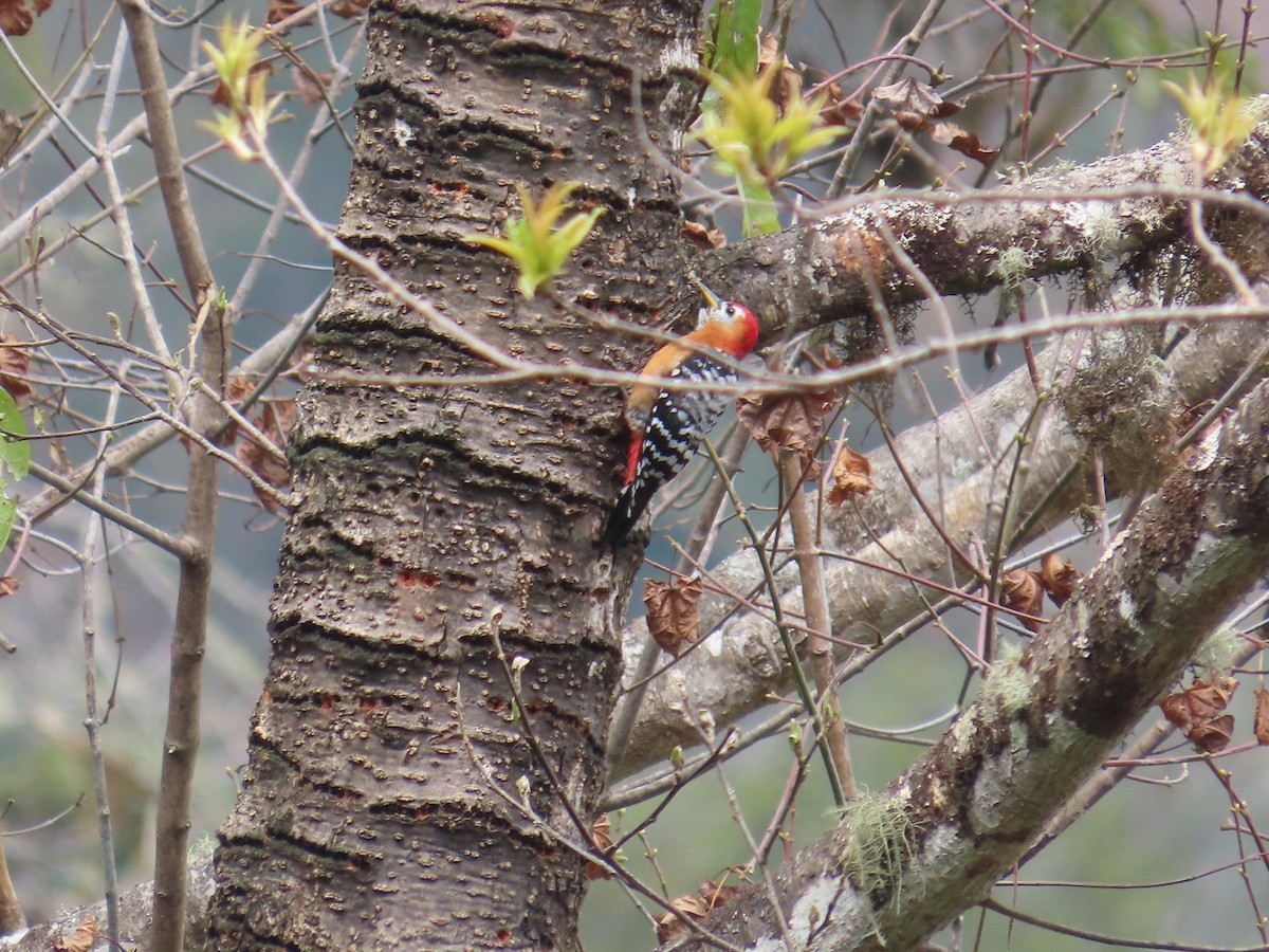 Rufous-bellied Woodpecker - ML616588431
