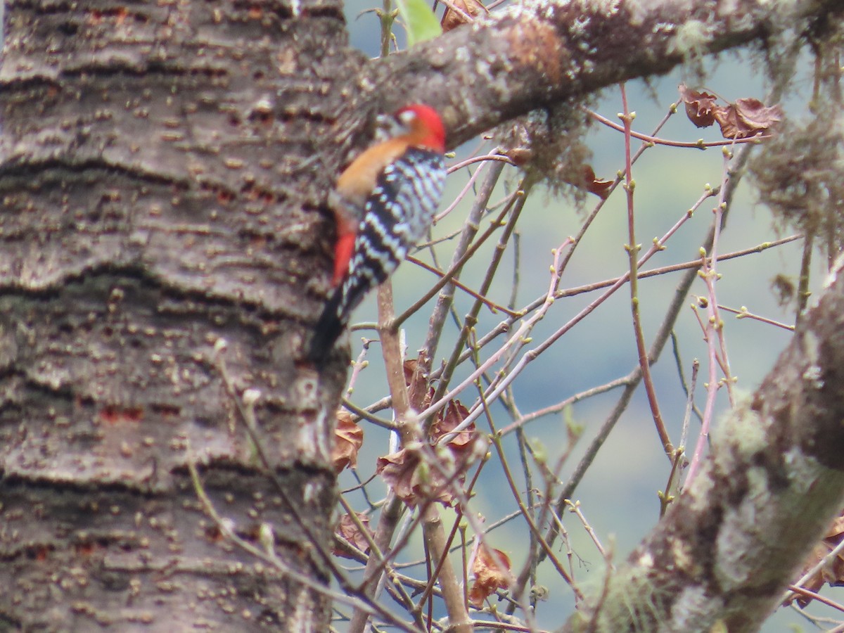 Rufous-bellied Woodpecker - ML616588434