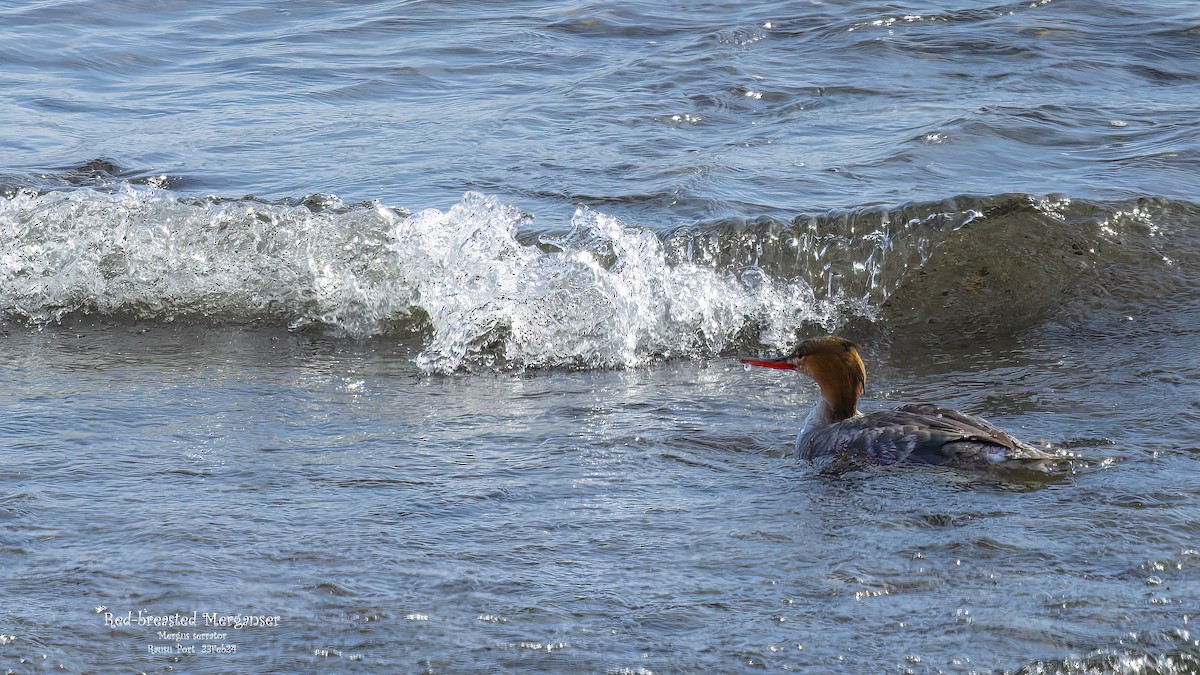 Red-breasted Merganser - Kenneth Cheong