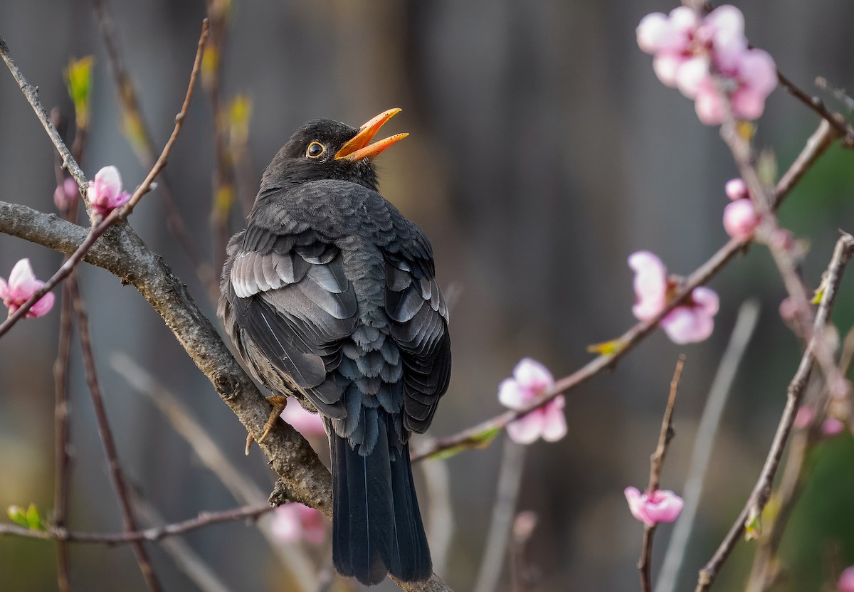 Gray-winged Blackbird - Matti Rekilä