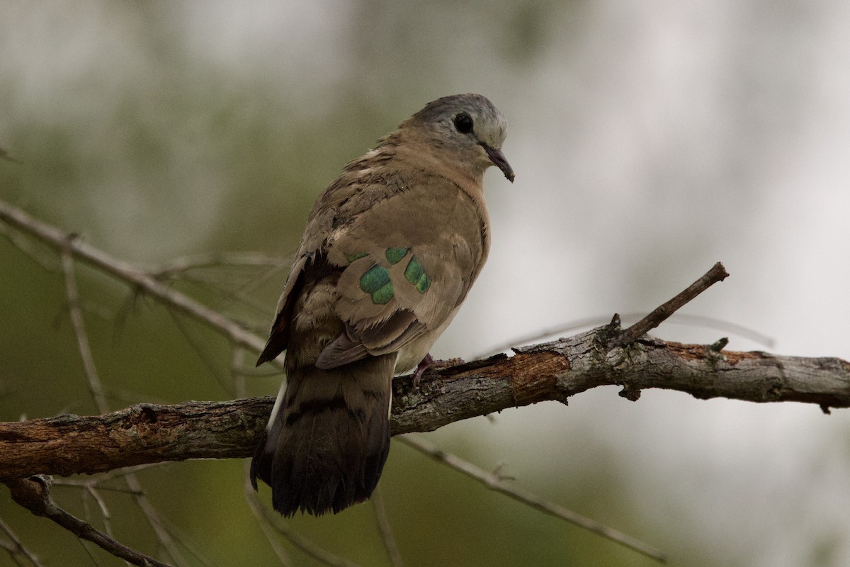 Emerald-spotted Wood-Dove - ML616588699