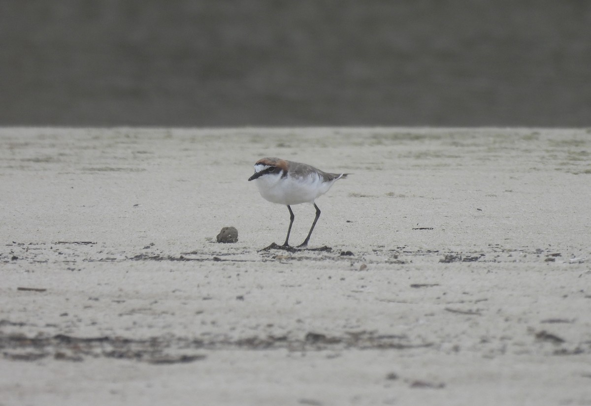 Red-capped Plover - Paul James