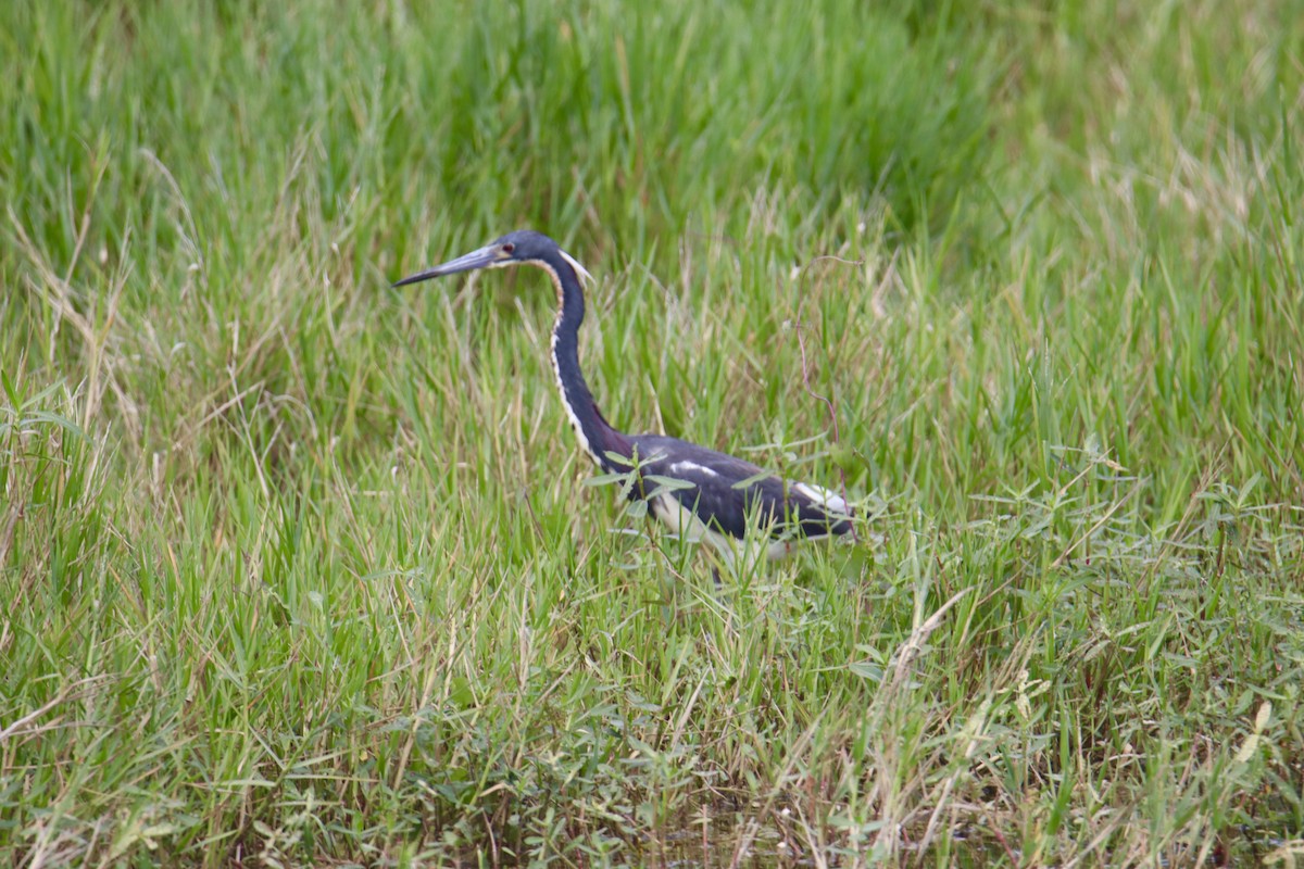 Tricolored Heron - Russell Hillsley