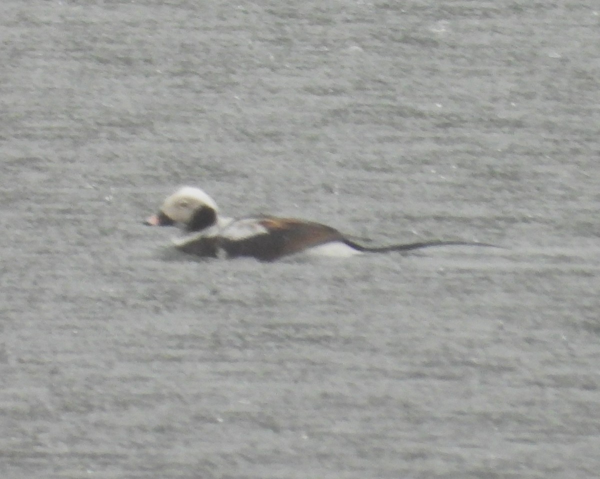Long-tailed Duck - ML616588794