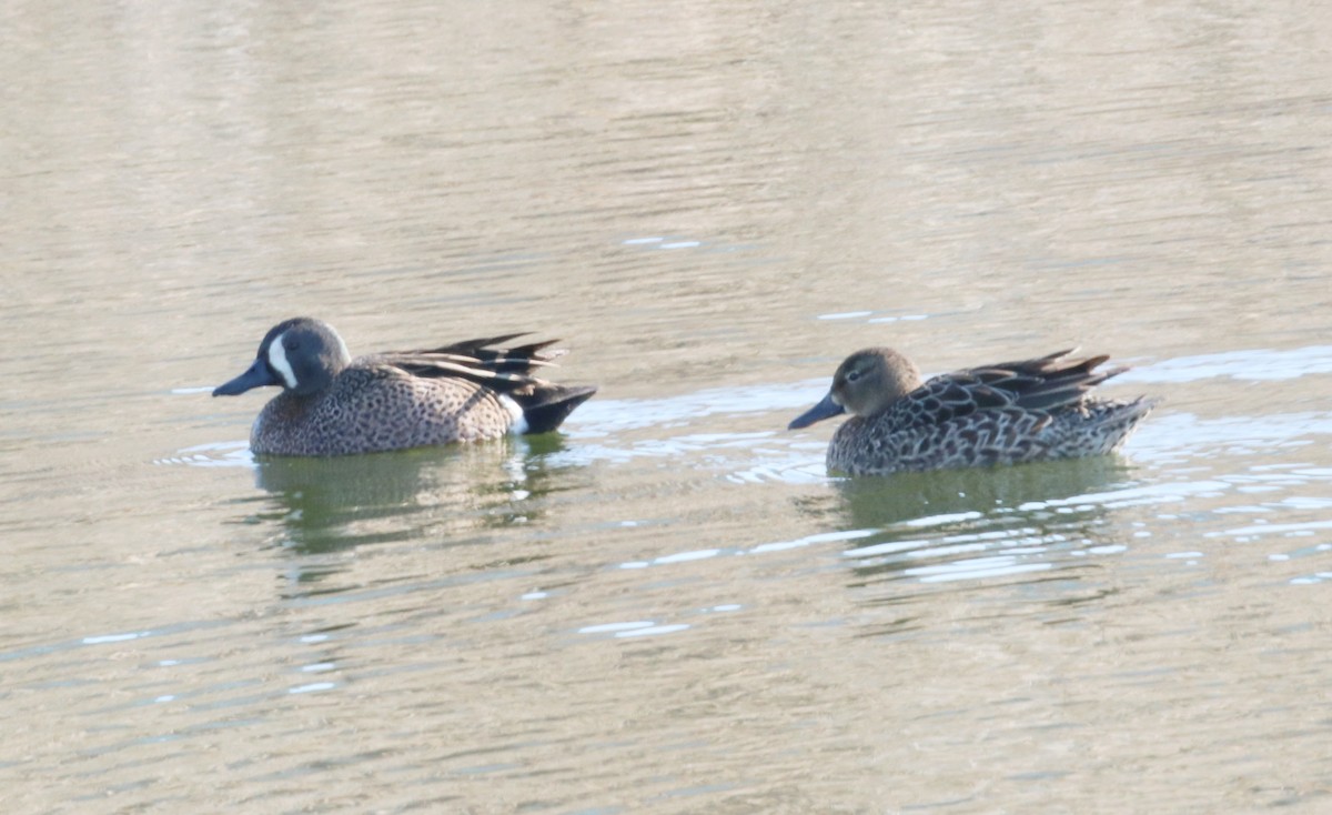 Blue-winged Teal - ML616588860