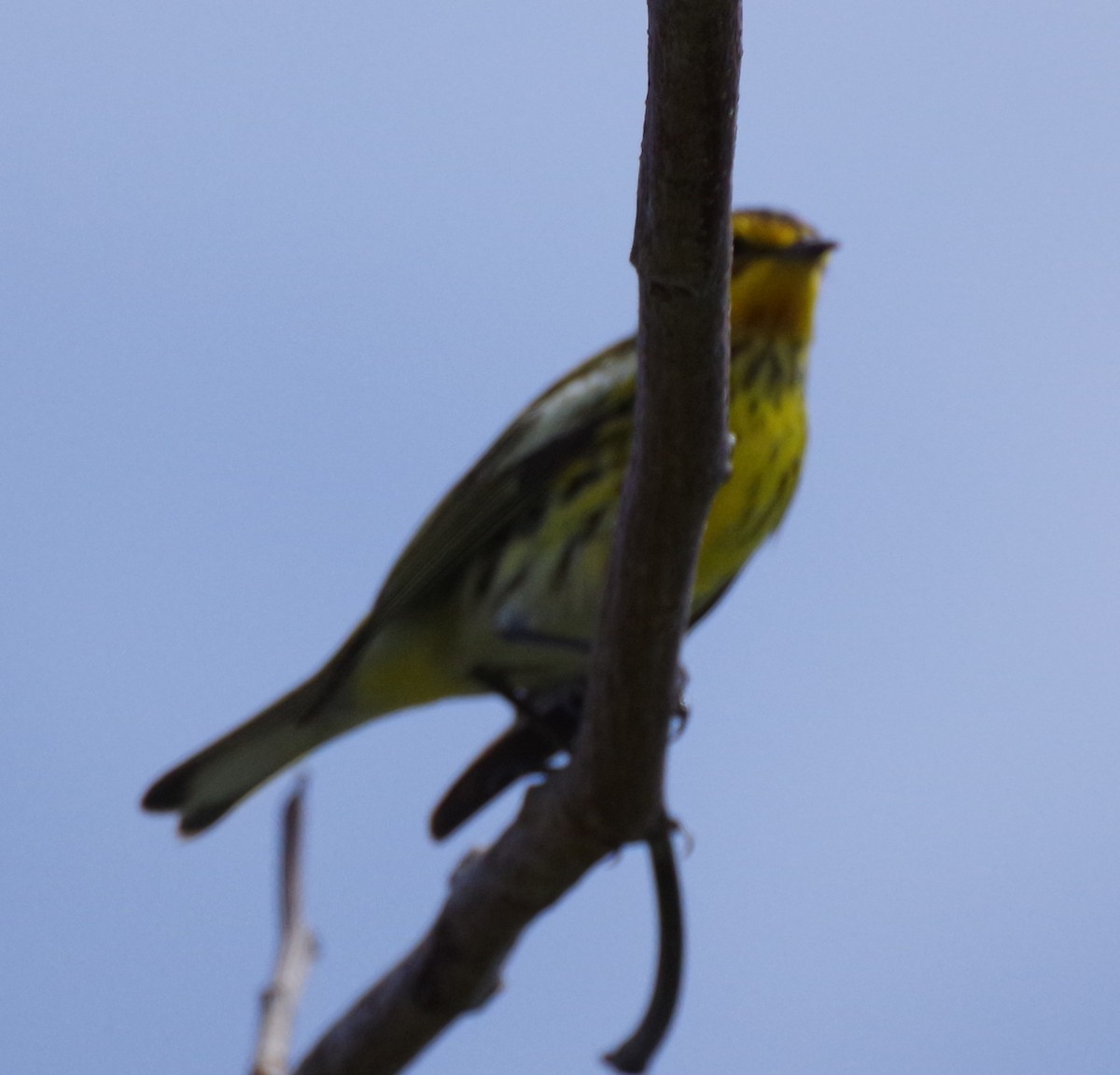 Cape May Warbler - ML616588868