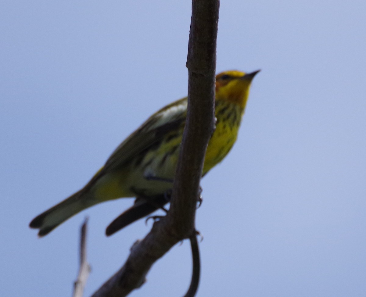 Cape May Warbler - ML616588869