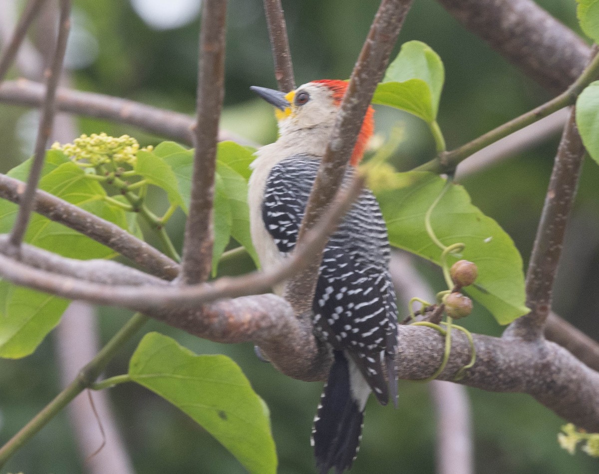 Yucatan Woodpecker - ML616588876
