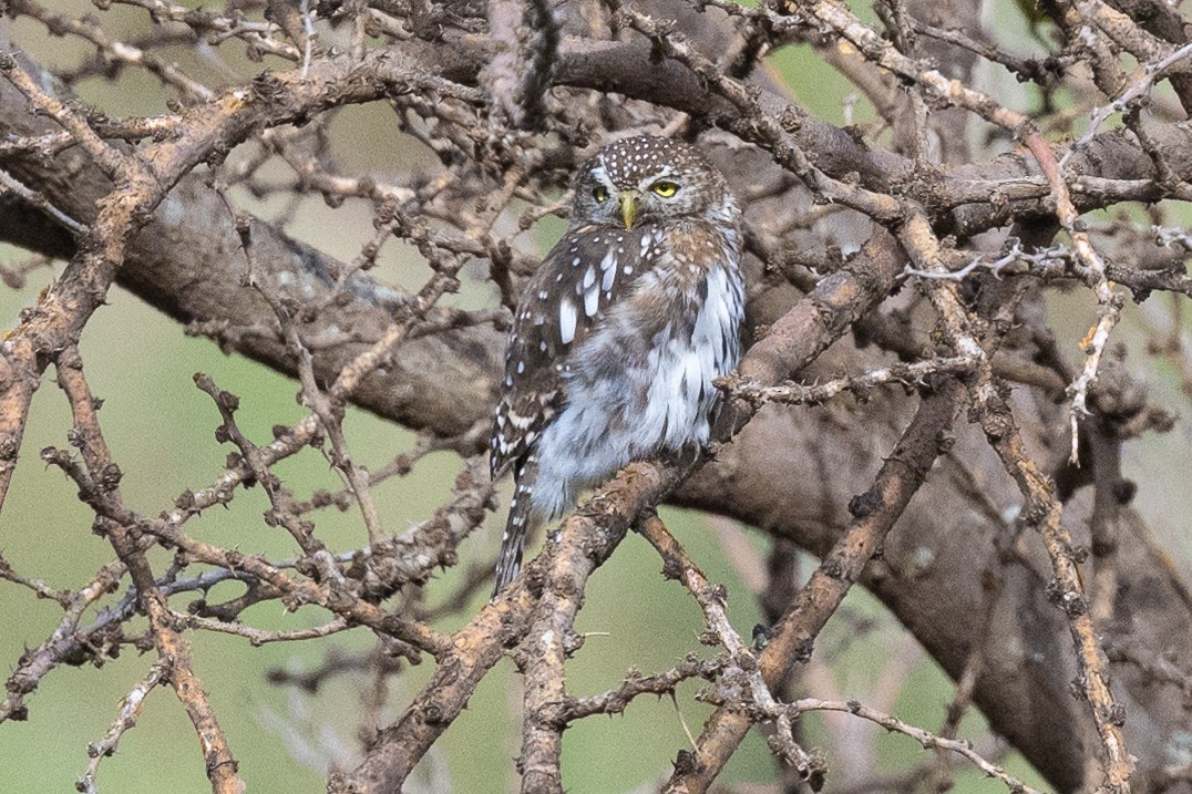Pearl-spotted Owlet - ML616588893