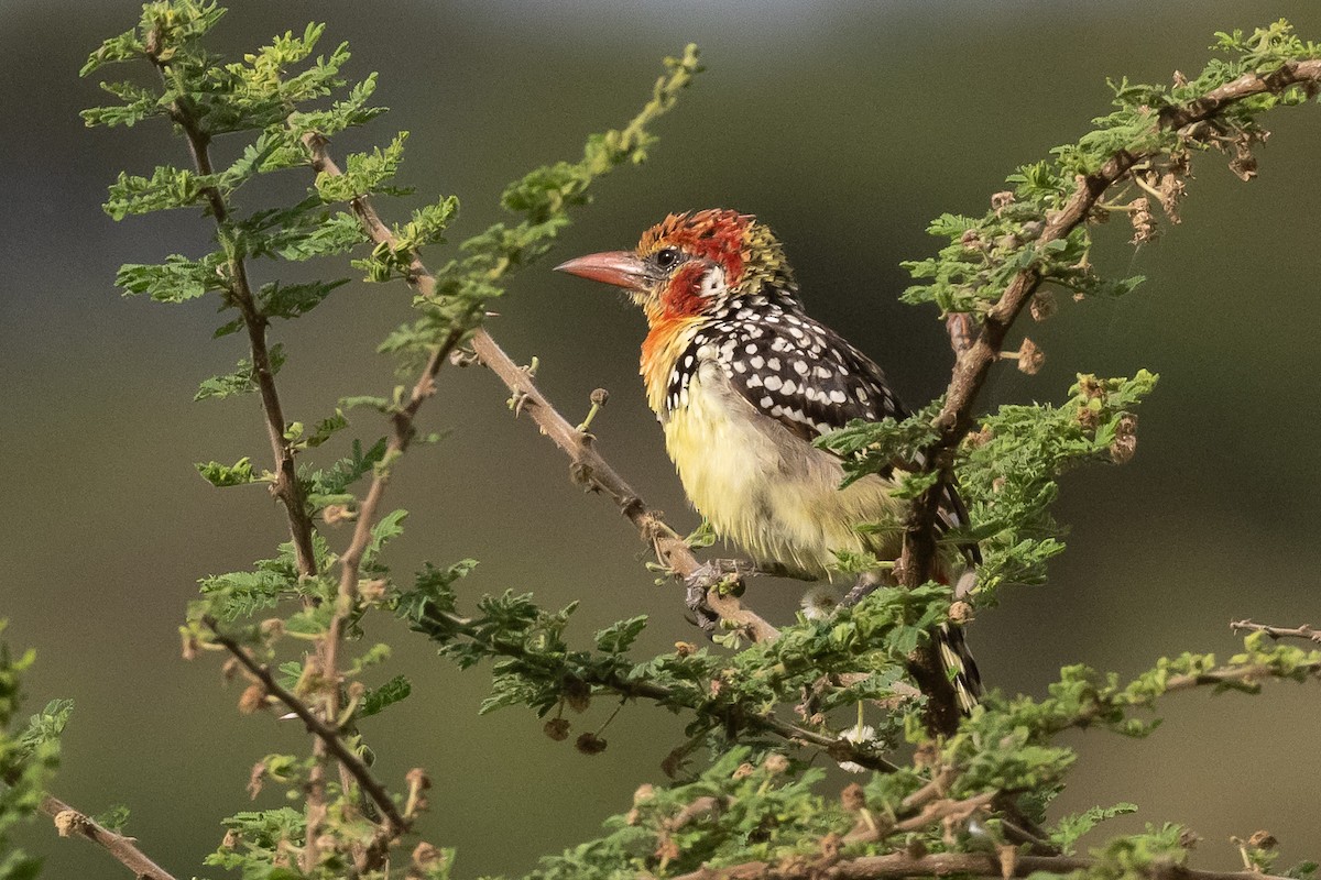 Red-and-yellow Barbet - ML616588974