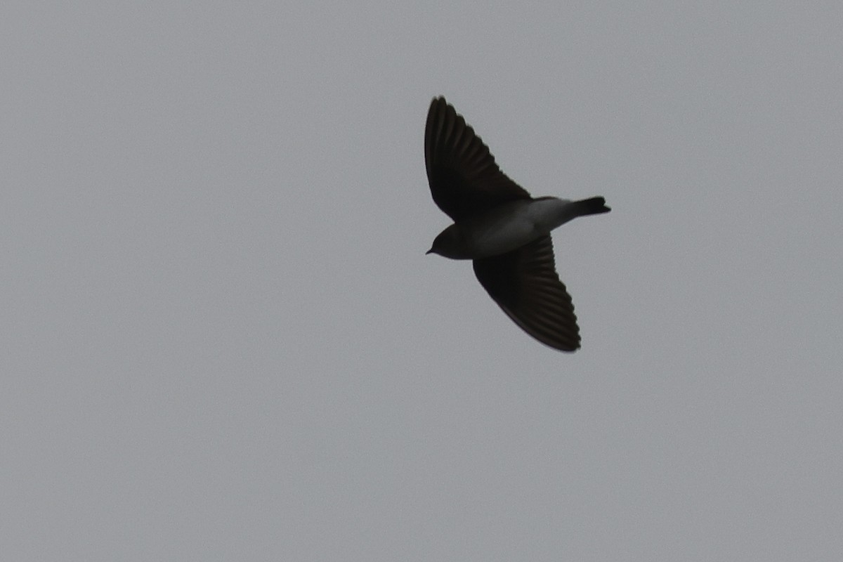 Northern Rough-winged Swallow - ML616588983