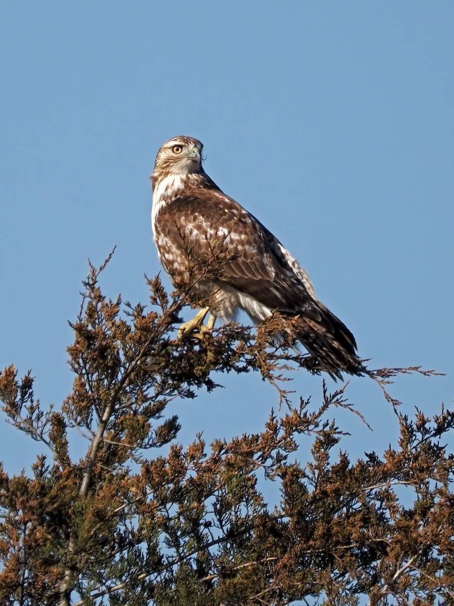 Red-tailed Hawk - ML616588996