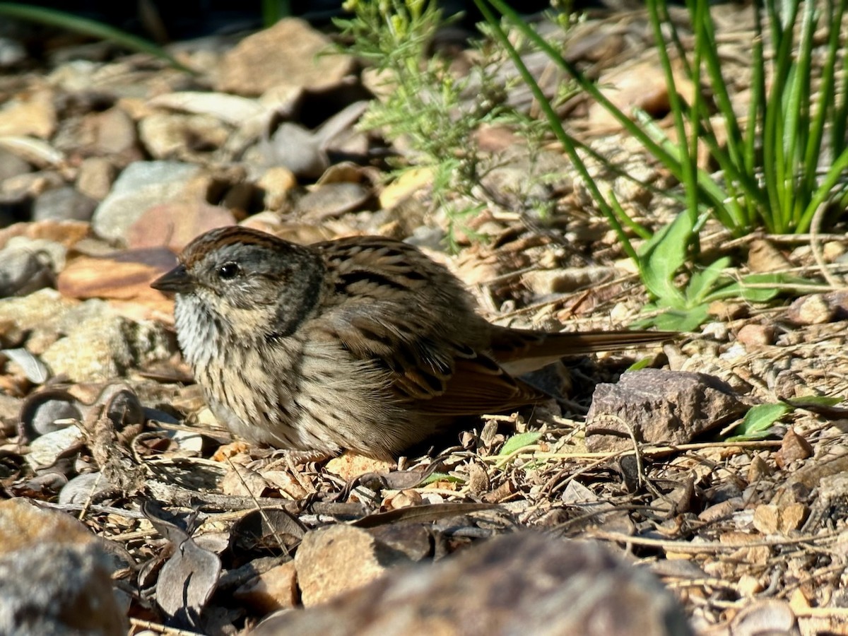 Lincoln's Sparrow - Jeff Bouton