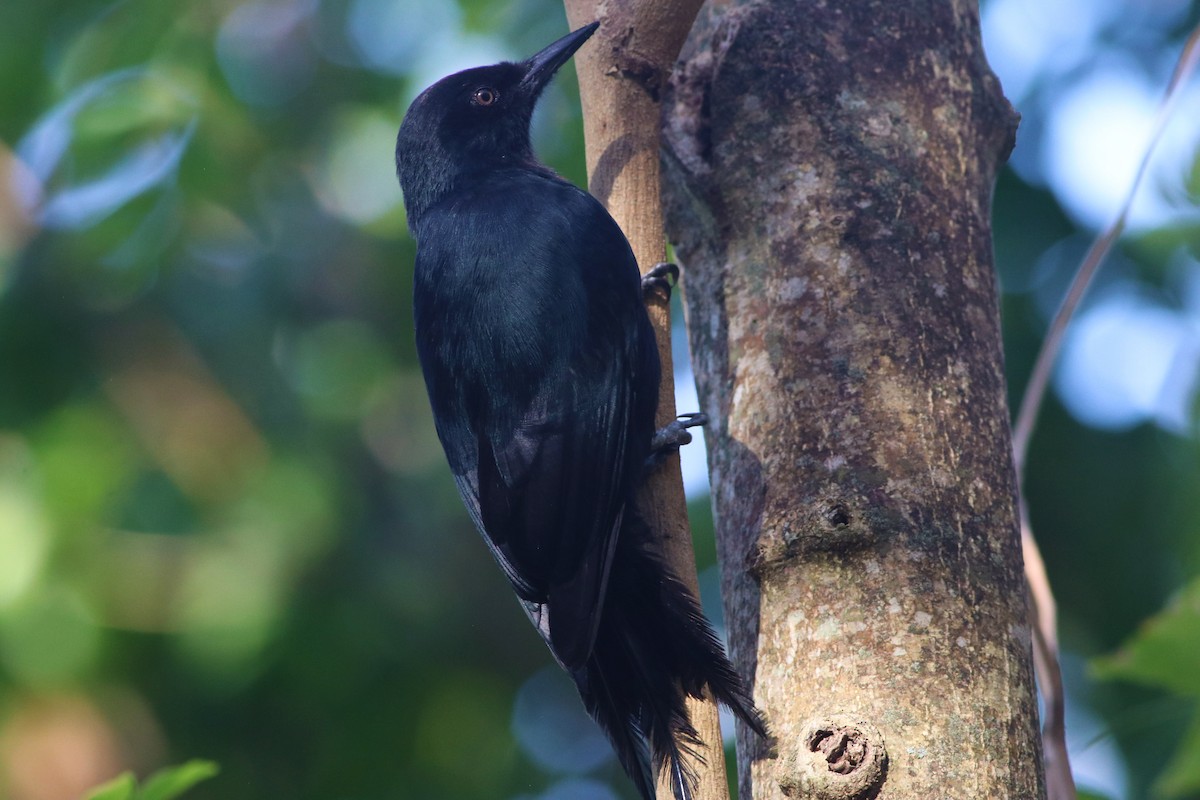 Guadeloupe Woodpecker - Samuel Denault
