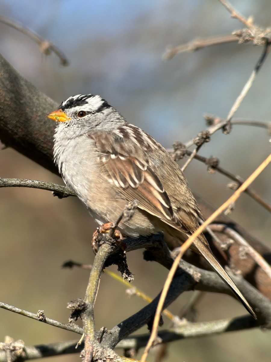 White-crowned Sparrow - ML616589090