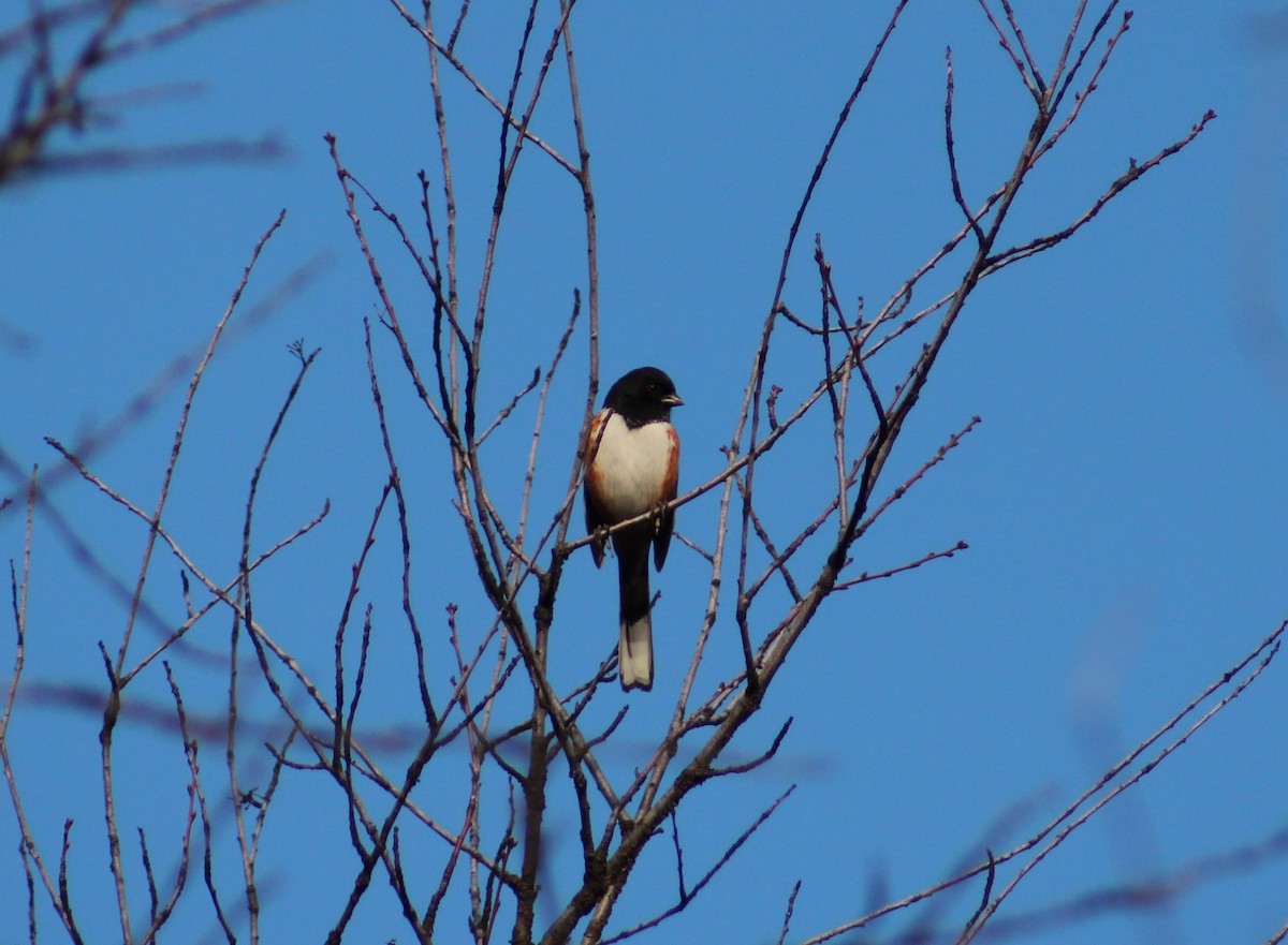 Spotted Towhee - ML616589094