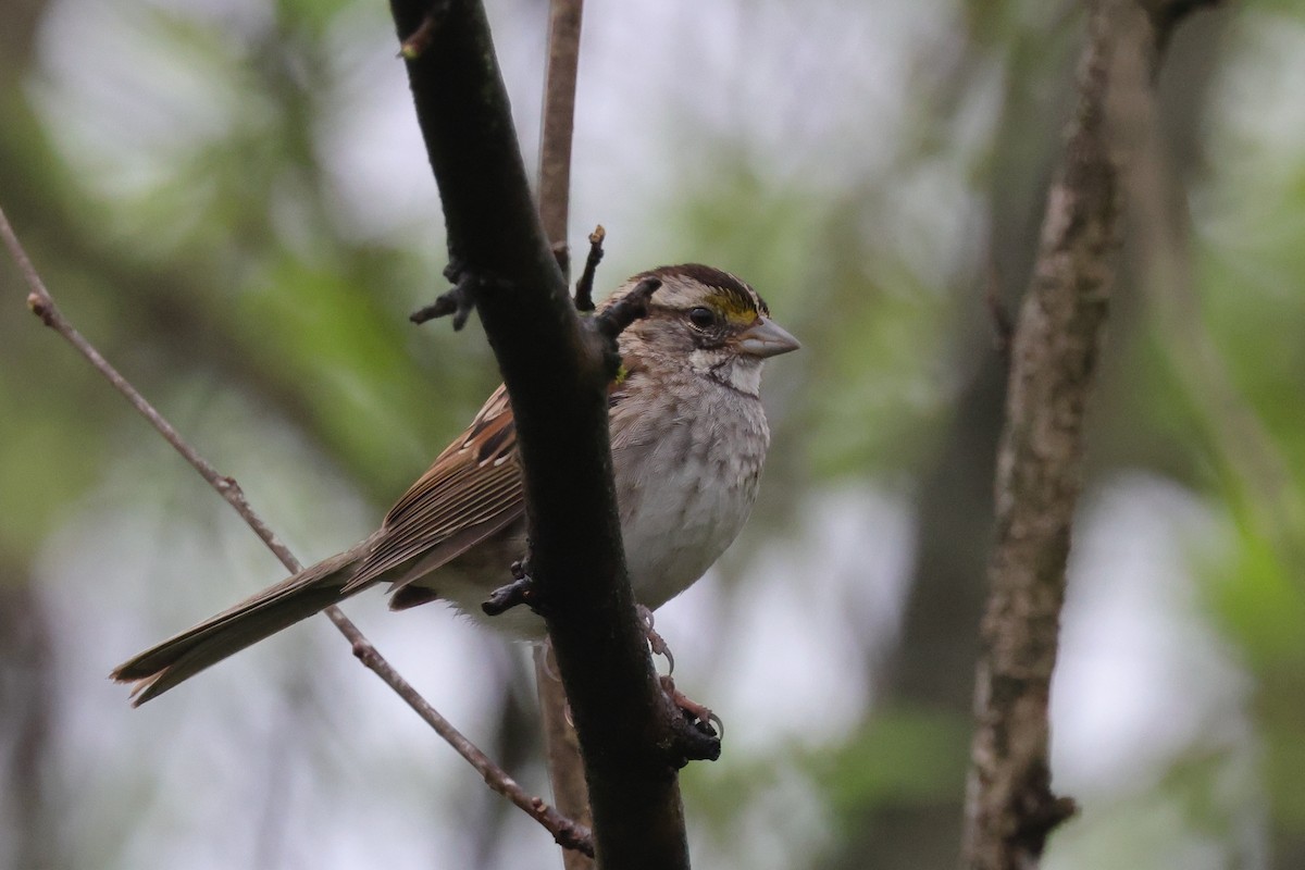 White-throated Sparrow - ML616589131
