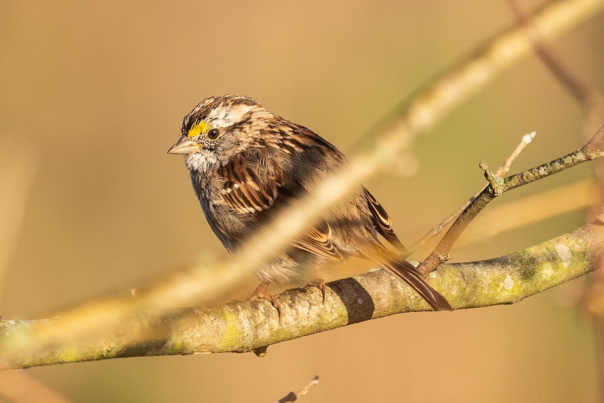 White-throated Sparrow - John Mann