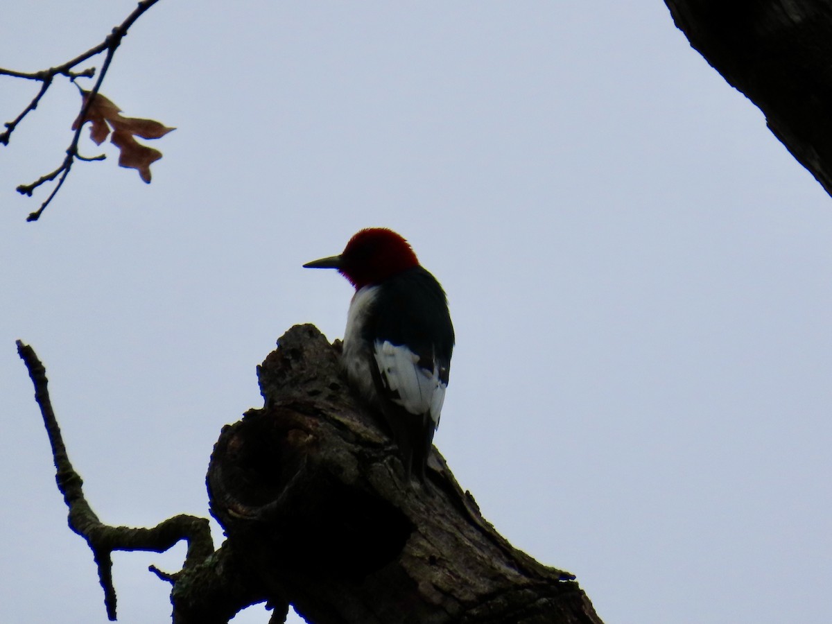 Red-headed Woodpecker - ML616589142
