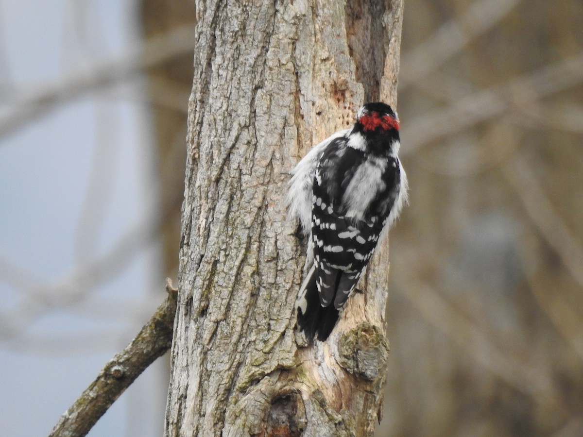 Hairy Woodpecker - Michael Jacobs
