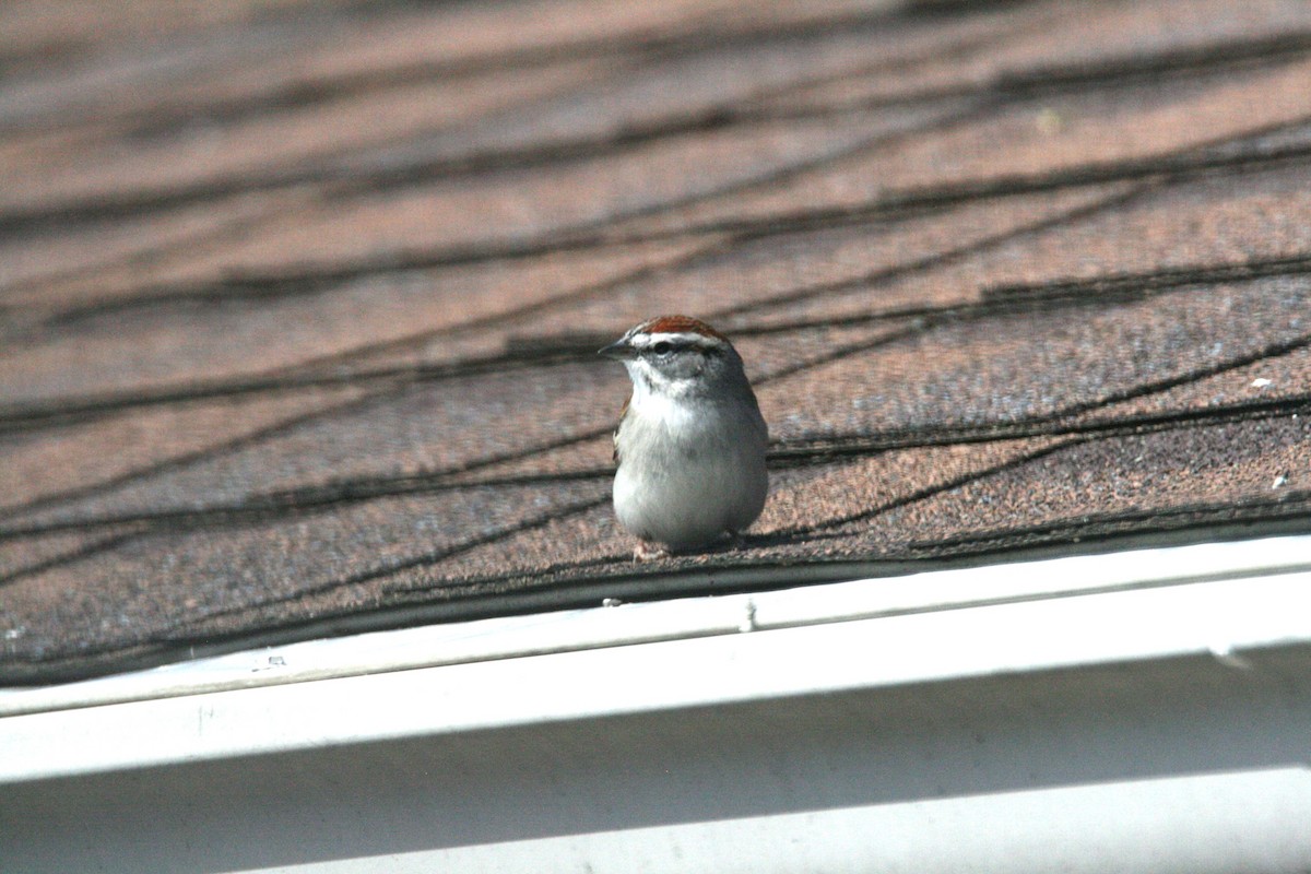 Chipping Sparrow - Kathleen Wolfe