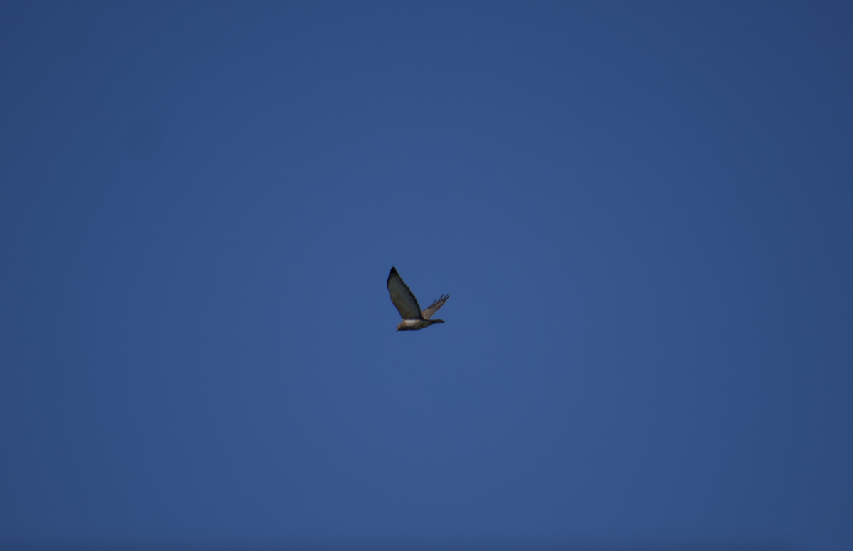 Broad-winged Hawk - ML616589269