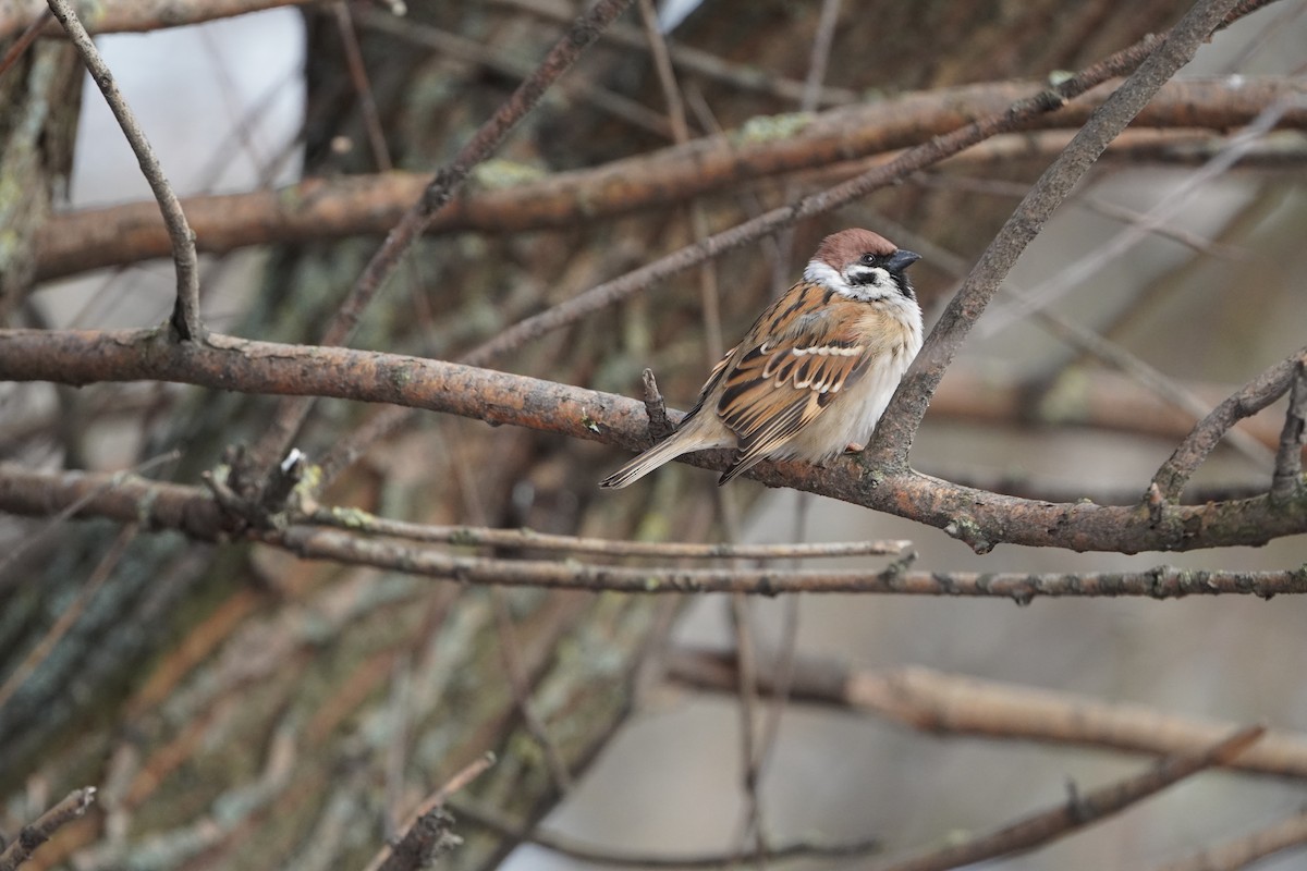 Eurasian Tree Sparrow - Anna Guliaeva