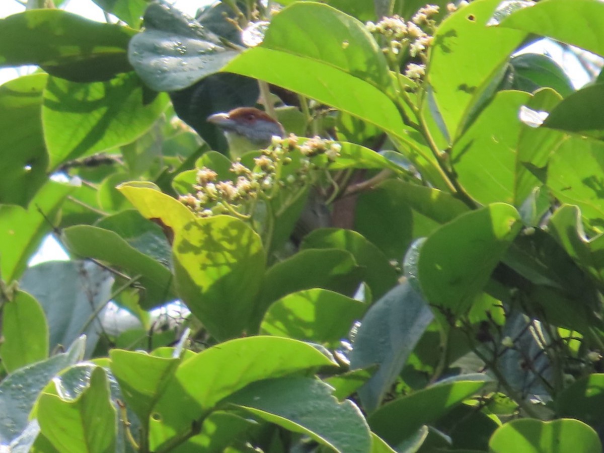 Краснобровый попугаевый виреон - ML616589333