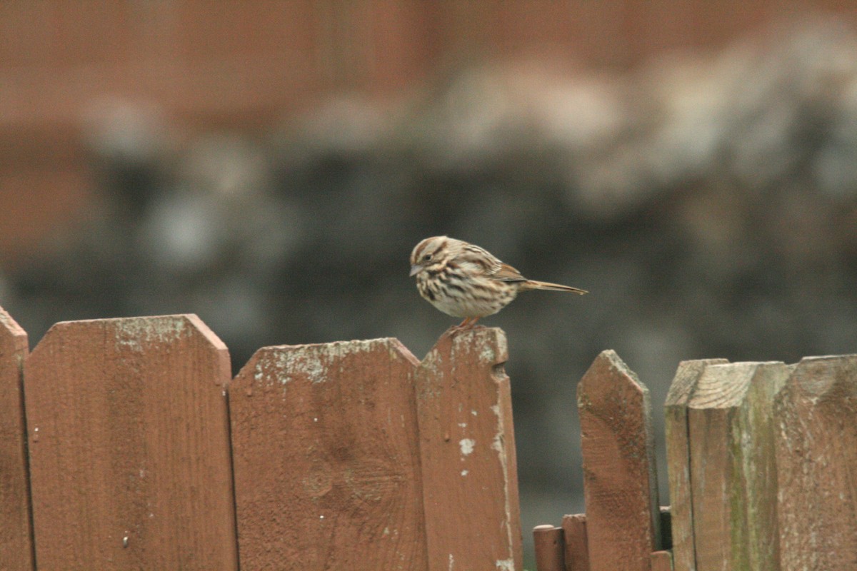 Song Sparrow - Kathleen Wolfe