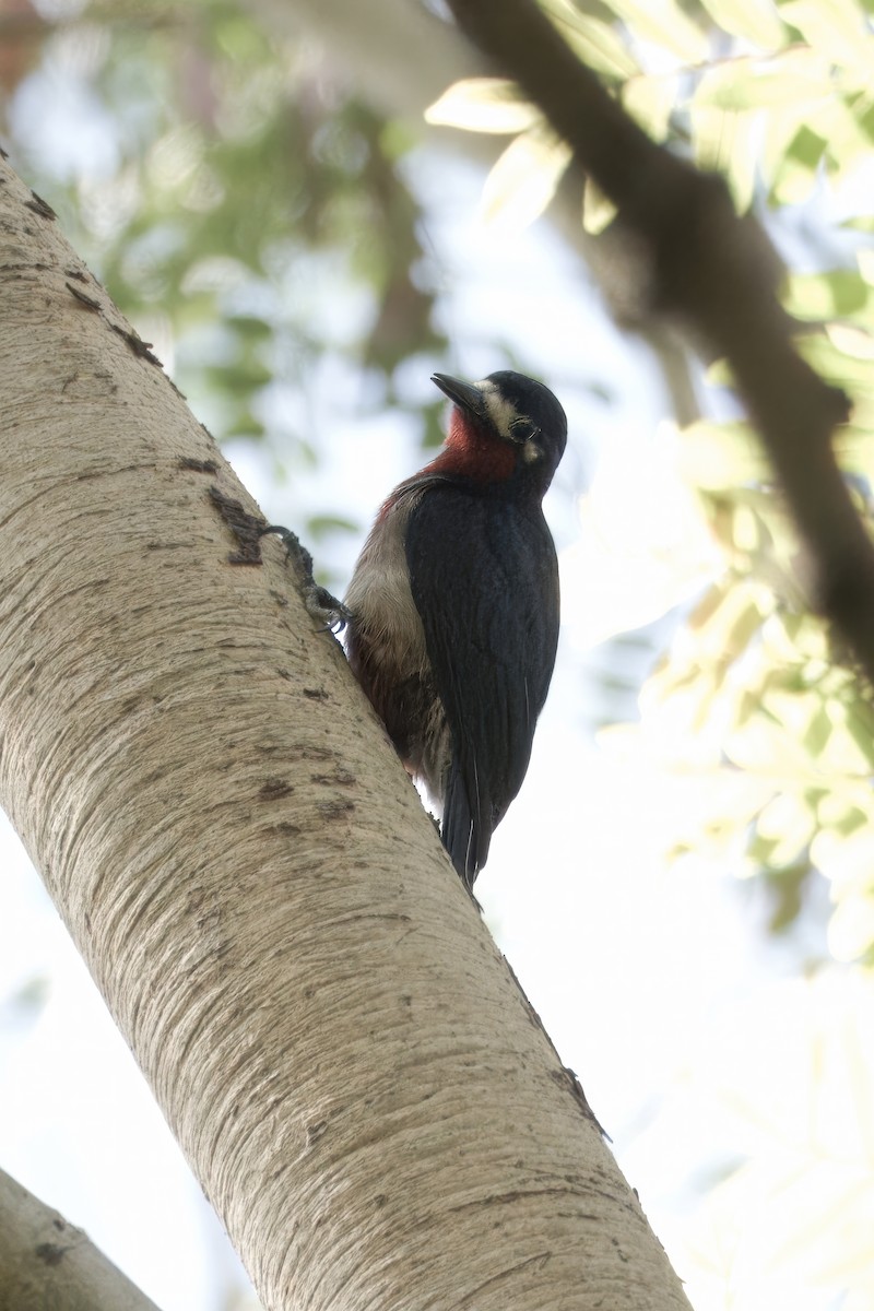 Puerto Rican Woodpecker - ML616589344