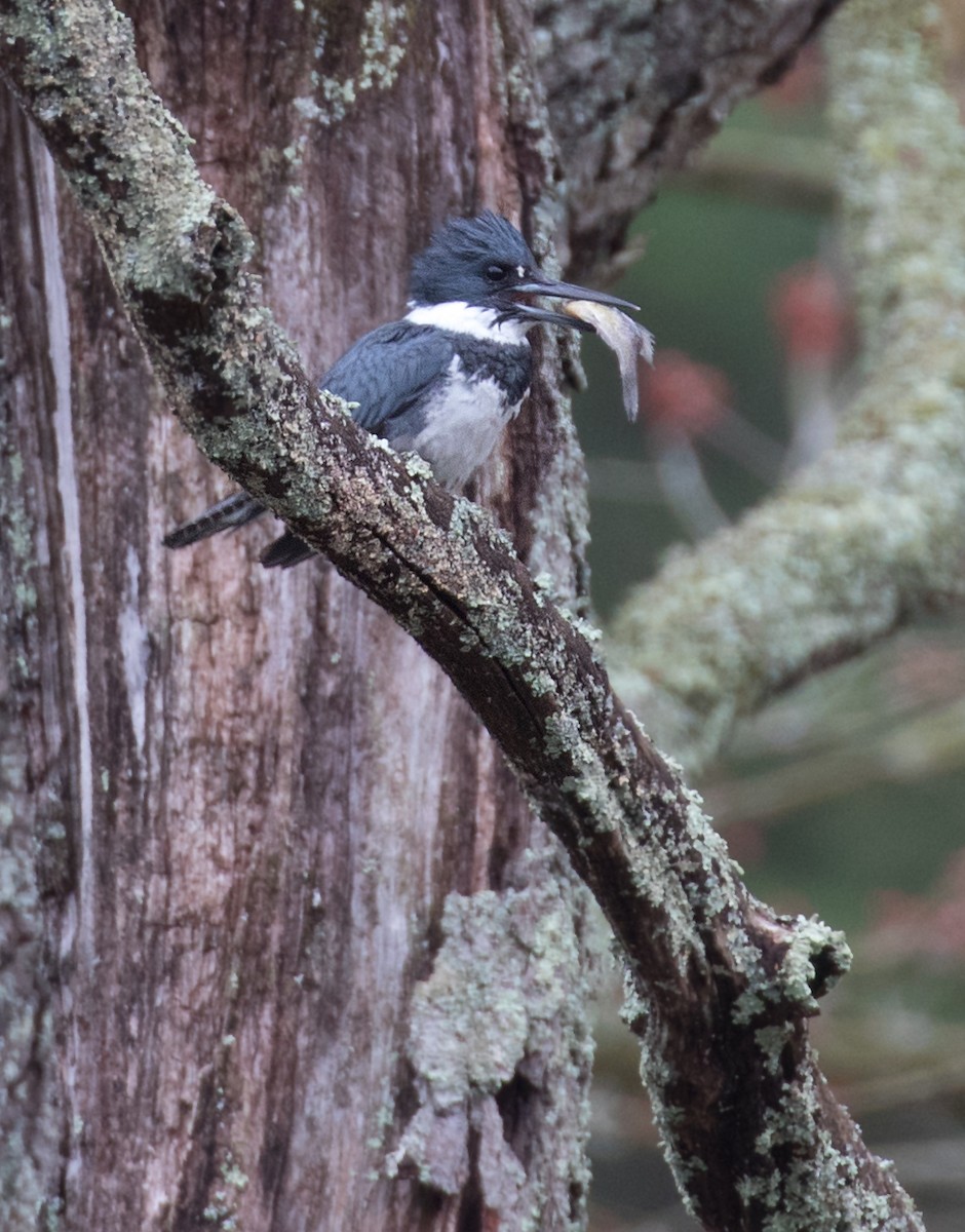Belted Kingfisher - ML616589354
