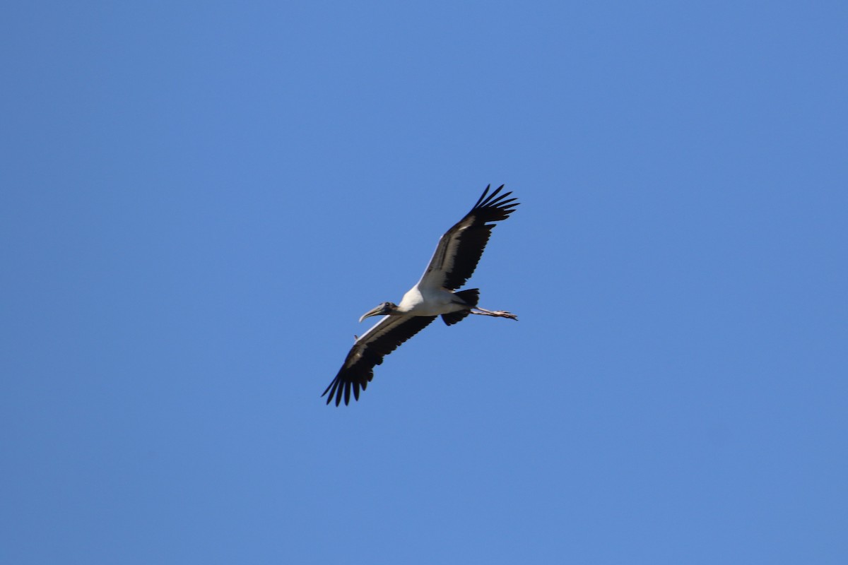 Wood Stork - Russell Hillsley