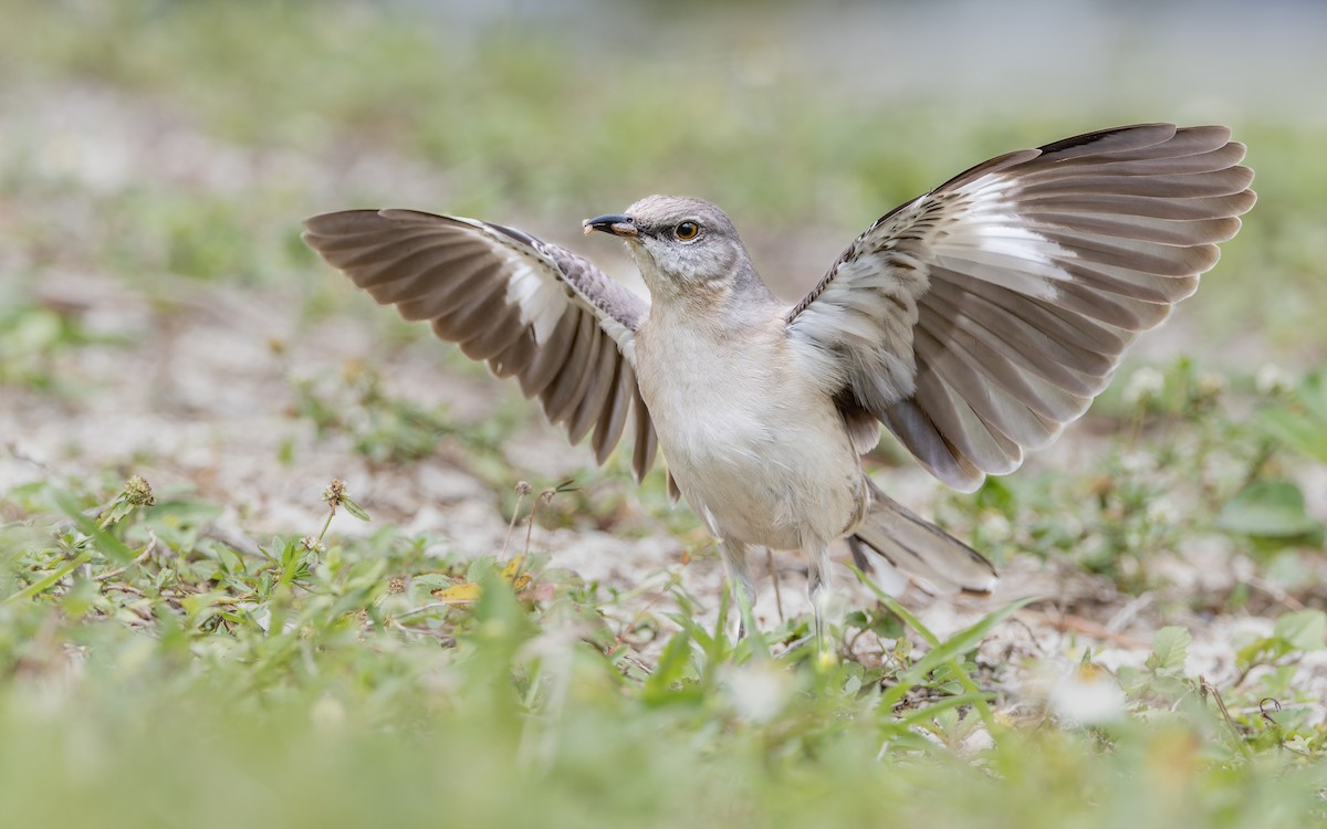 Northern Mockingbird - Odysseas Froilán Papageorgiou