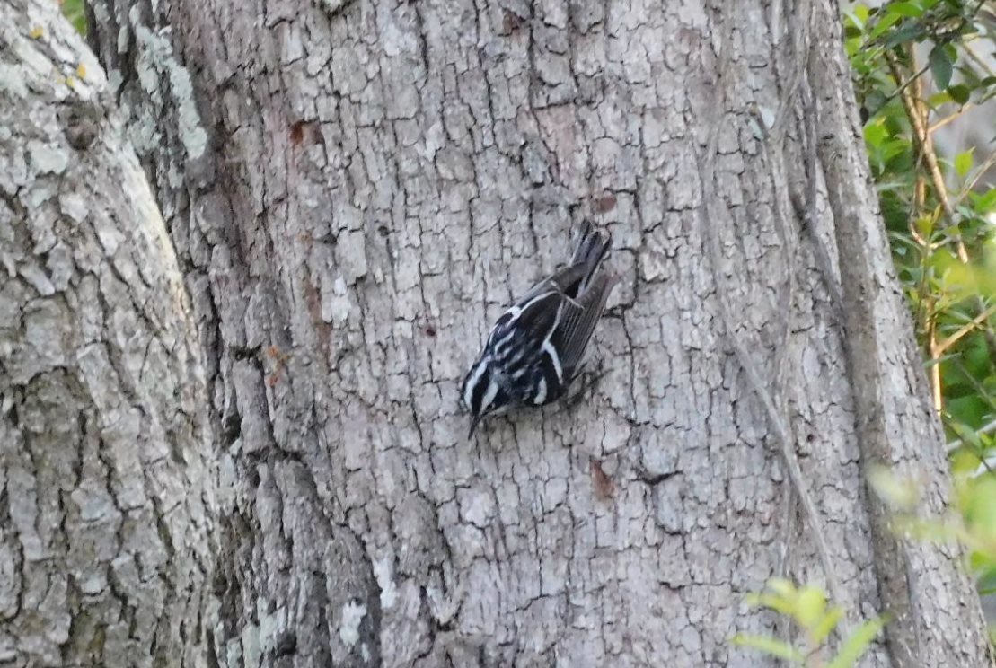 Black-and-white Warbler - ML616589384