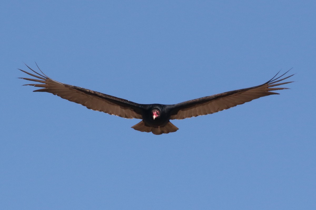 Turkey Vulture - ML616589399
