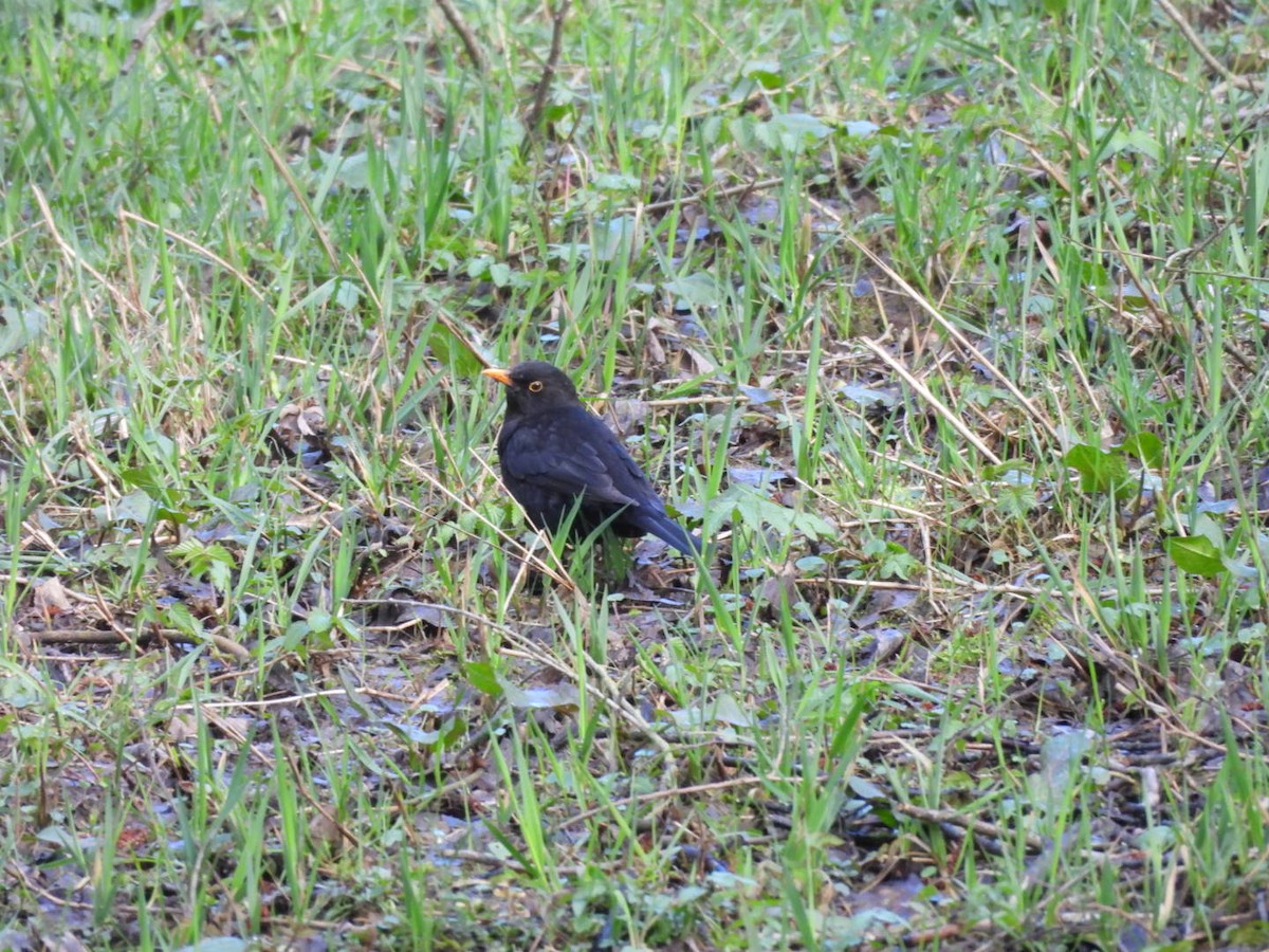 Eurasian Blackbird - ML616589404