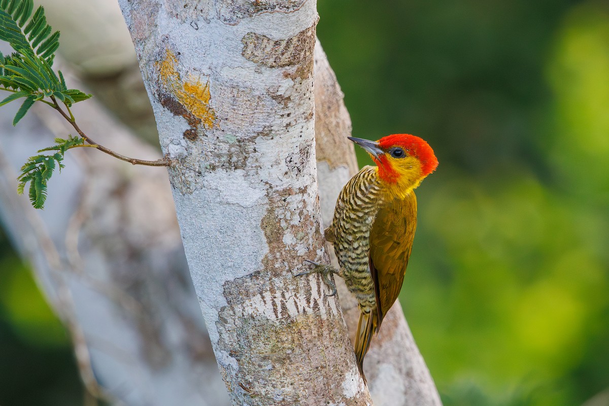 Yellow-throated Woodpecker - Gabriel Bonfa