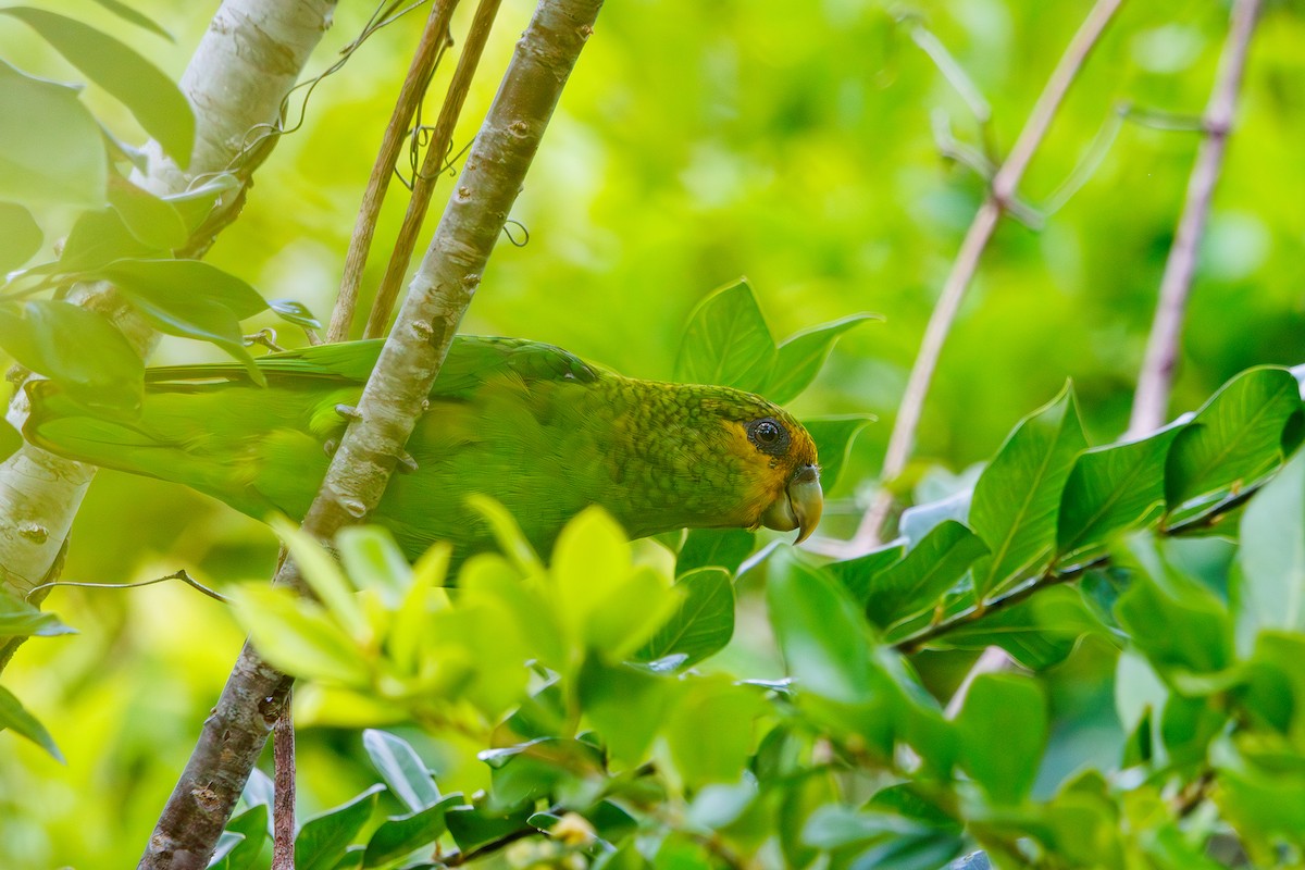 Golden-tailed Parrotlet - Gabriel Bonfa