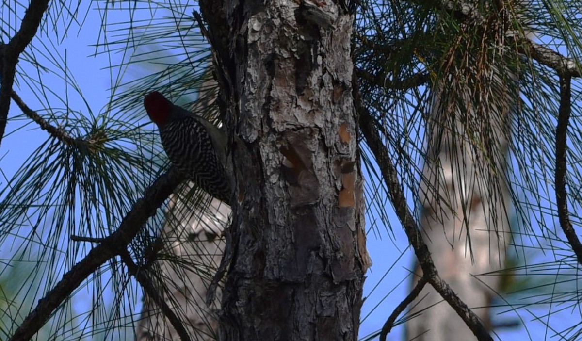 Red-bellied Woodpecker - ML616589488