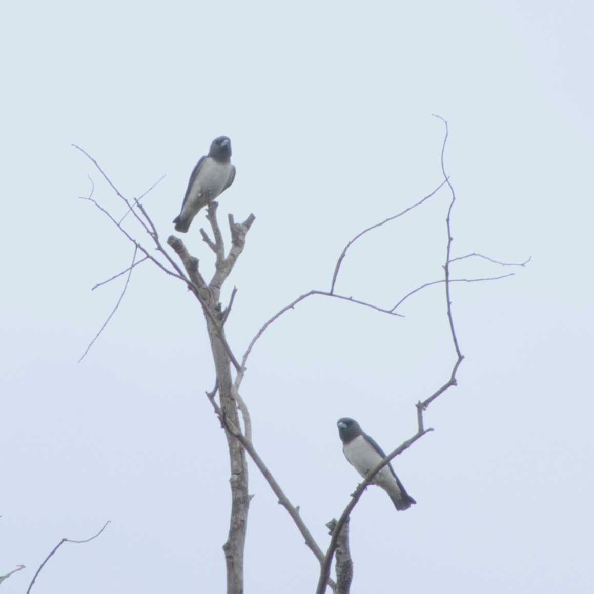 White-breasted Woodswallow - Caleb Evert