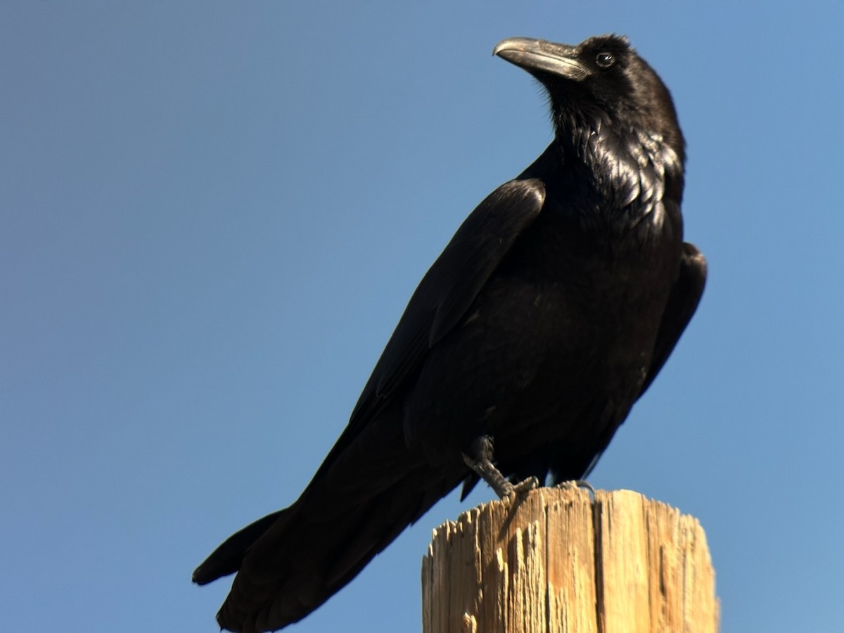 Common Raven - Jeff Bouton
