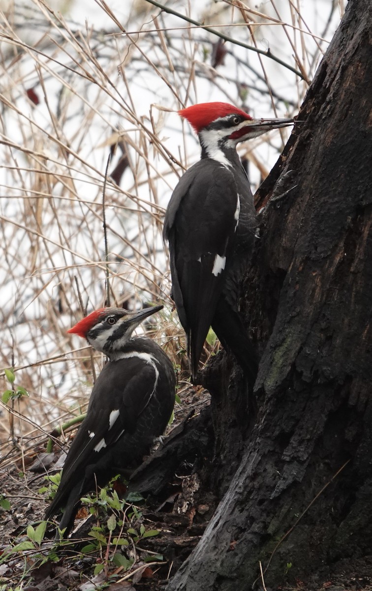 Pileated Woodpecker - ML616589646