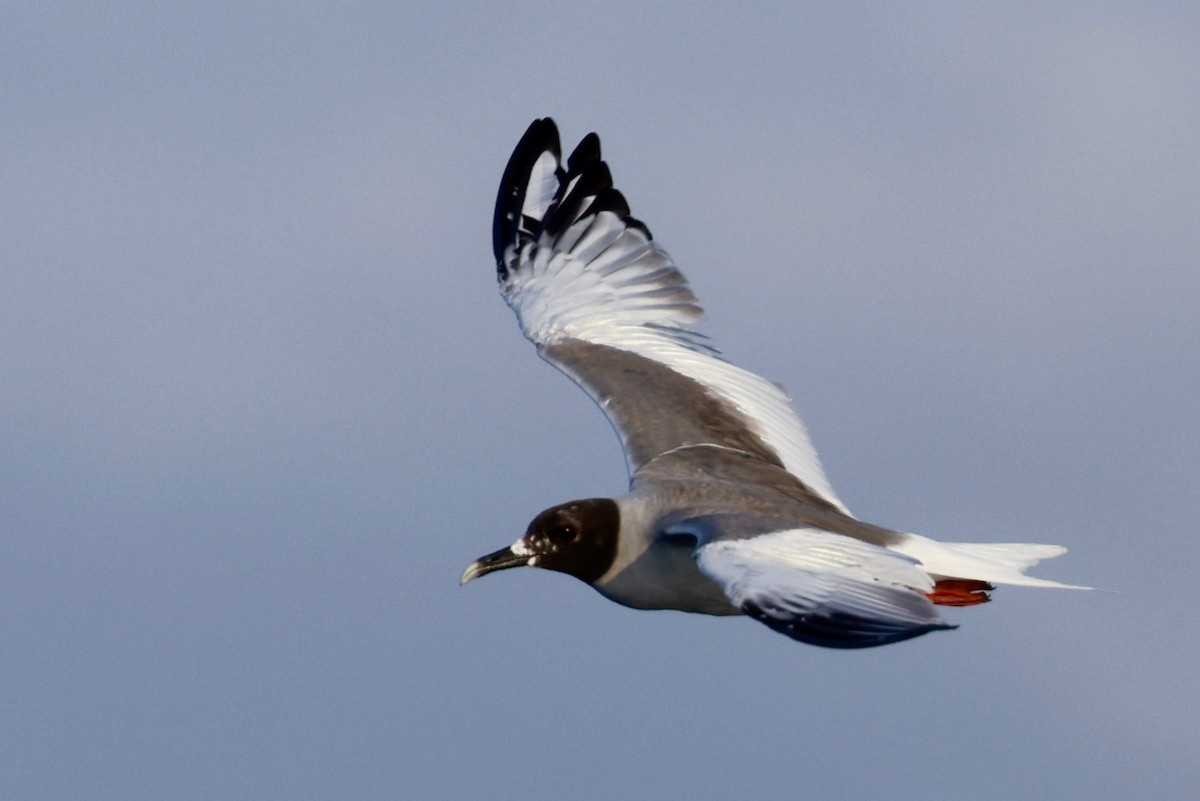 Swallow-tailed Gull - ML616589681