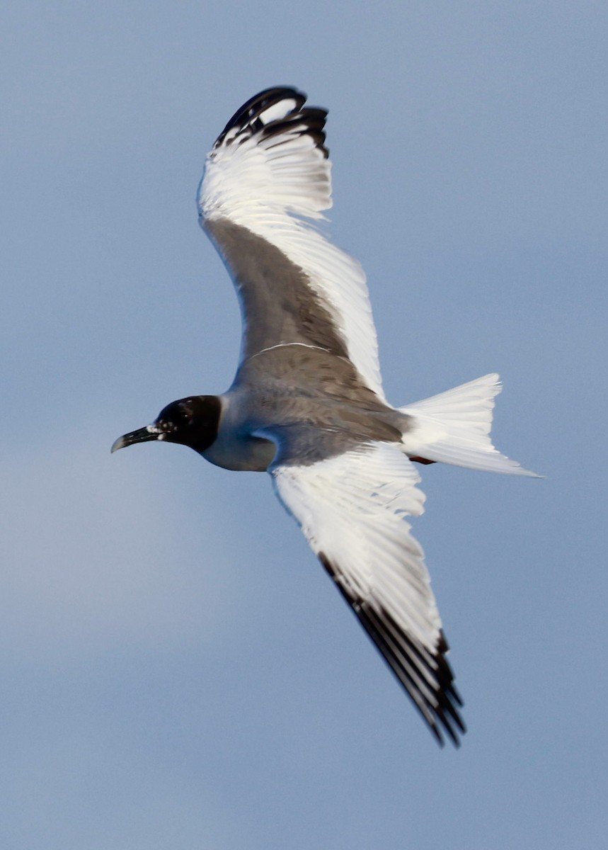 Swallow-tailed Gull - ML616589682