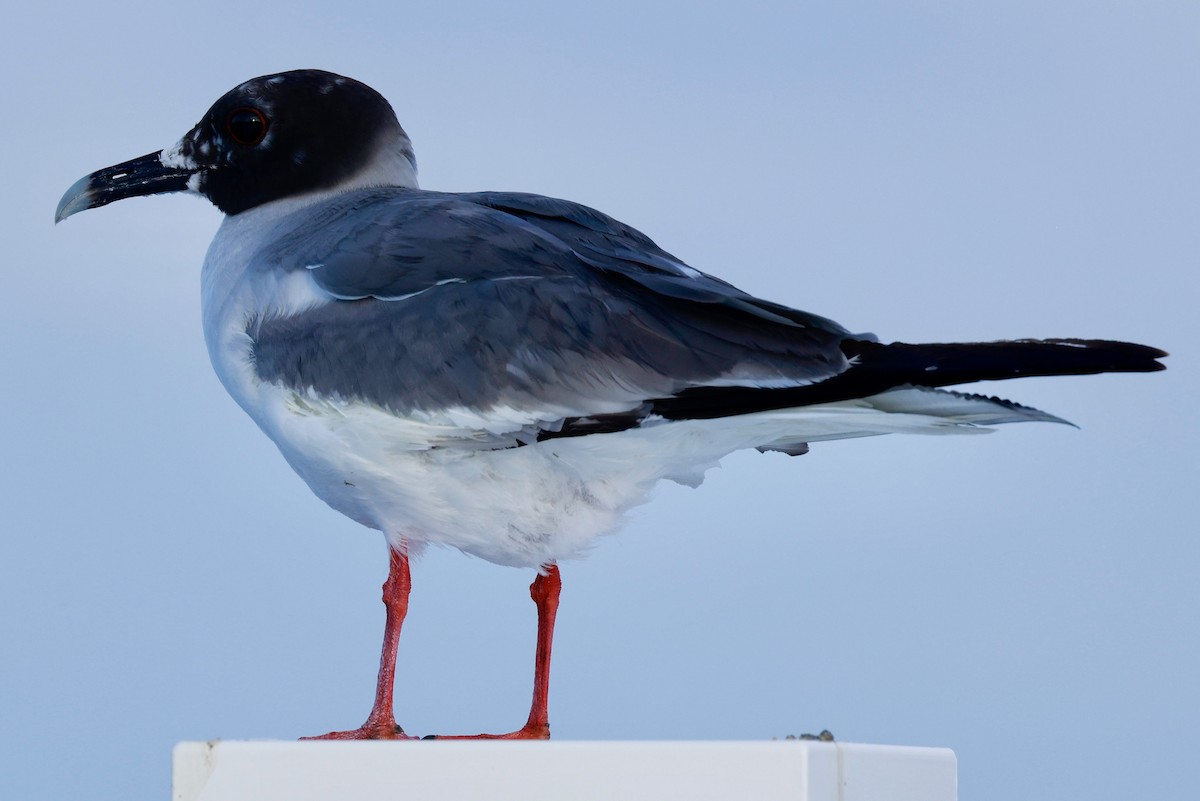 Swallow-tailed Gull - ML616589684