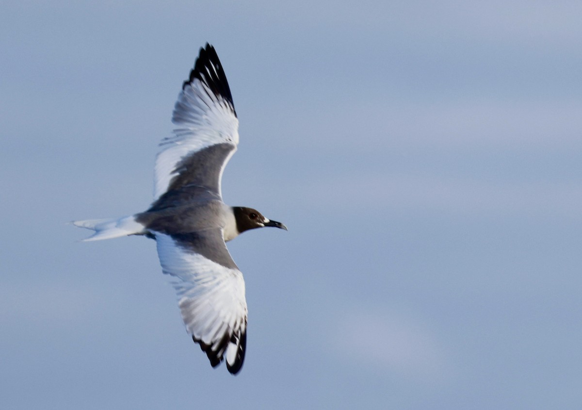 Swallow-tailed Gull - ML616589685
